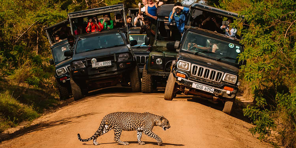 Crowded-Yala-national-park